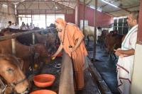 HH Swamiji at the Goshala